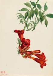 Trumpetti Creeper Bignonia radicans, 1926.