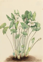 Kaksoislehti (Jeffersonia diphylla)