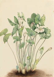 Kaksoislehtinen Jeffersonia diphylla, 1919.