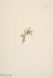 Nimetön - Kukkatutkimus, 1905.