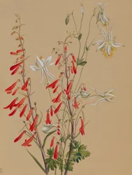 Untitled - Flower Study, n. 1883-1900.