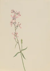 Untitled - Flower Study, n. 1900-1930.