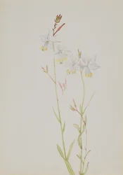 Untitled - Flower Study, n.d.