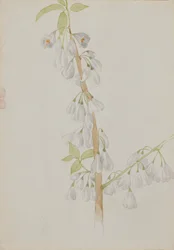 Sense títol--Estudi de flors, n.d. finlandès