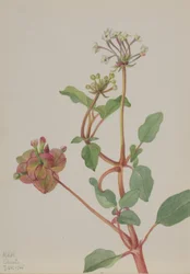 Nimetön (Tripterocalyx pedunculatus)