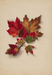 Nimettömät syksyn lehdet, 1874.