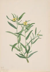 Nimetön kukkatutkimus, 1923.