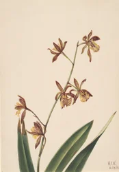 Nimetön kukkatutkimus, 1924.