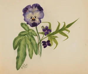 Nimetön Pansy, 1876.
