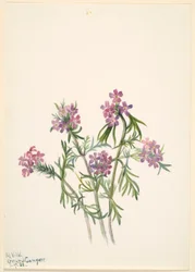 Verbena wrightii (Verbena wrightii)