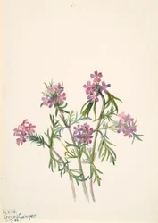 Vervain Verbena wrightii, 1938.