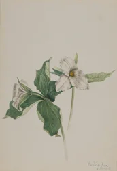 Wake-Robin Trillium grandiflorum, 1918.