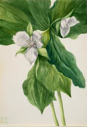 Wake-Robin Trillium -vertailu, 1939.