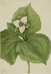 Wax Trillium (Trillium albumi)