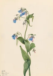 Läntiset sinikellot (Mertensia paniculata)