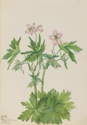 Western Cranesbill Geranium viscosissimum, 1925.