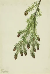 Länsi Hemlock Tsuga heterophylla, 1923.