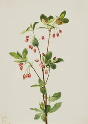 Länsi-Menziesia Menziesia glabella, 1924.