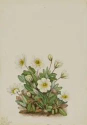 Valkoinen Dryad (Dryas octopetala)