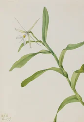 Valkoinen Epidendrum (Epidendrum nocturnum)