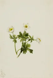 Valkoinen Globeflower (Trollius albiflorus)