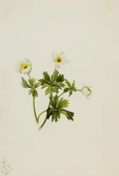 Valkoinen pallokukka Trollius albiflorus, 1899.