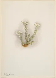 Valkoinen kanerva (Phyllodoce grandiflora)