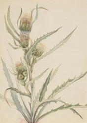 Valkoinen ohdake (Cirsium hookeranum)