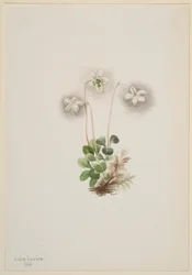 Puunymfi (Moneses uniflora)