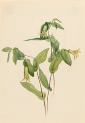 Metsä Merrybells (Uvularia perfoliata)