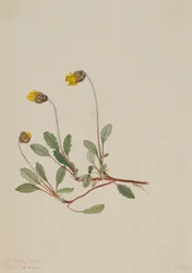 Keltainen Dryad (Dryas drummondii)