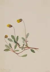 Keltainen Dryad Dryas drummondii, 1904.
