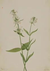 Keltainen Pentstemon (Pentstemon confertus)