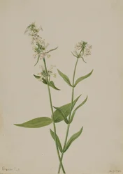 Keltainen Penstemon Penstemon confertus, 1904.