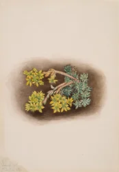 Keltainen Stonecrop Sedum stenopetalum, 1922.