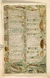 Lisätä. 28841, f.3v: Merihevosia, etanoita ja simpukoita, Hyveitä ja paheita käsittelevästä traktaatista ja Sisilian nimettömästä proosahistoriasta (fragmentti), n. 1330-40 (vellum)