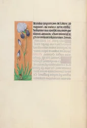 Kuningatar Isabella Katolisen, Espanjan kuningatar: Fol. 79v, c. 1500.