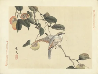 Ocell i caqui Esbossos de flors i ocells de Keibun - primera part (títol de la sèrie) Keibun kacho gafu zen pen (títol de la sèrie a l