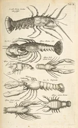 Tab II, hummerit, kuvitus teoksesta "Neljajalkaisten luonnonhistoria"