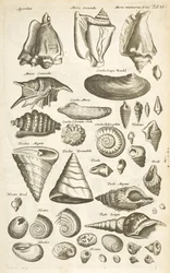 Tab XI, Erilaisia ​​kuoria, Kuvitus teoksesta "Neljajalkaisten luonnonhistoria"