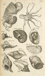 Tab X, Octopus- ja Nautilus-kuoret, kuvitus teoksesta Historiæ naturalus de quadrupetibus