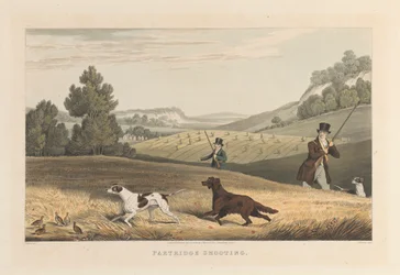 Partridge Ammunta