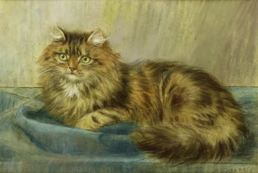 Persialainen kissa pastelli