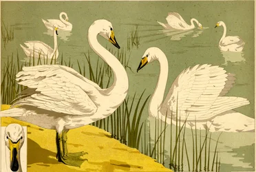 Joutsenet ruovikossa koristeellisena luontokuvana (litografia)