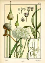 Purjo (väri litho)