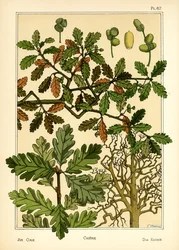 Tammi (väri litho)
