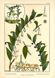 Salomonin sinetti (väri litho)