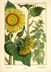 Auringonkukka (väri litho)