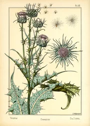 Thistle (väri litho)