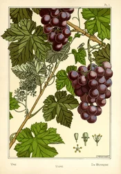 Vine (väri litho)